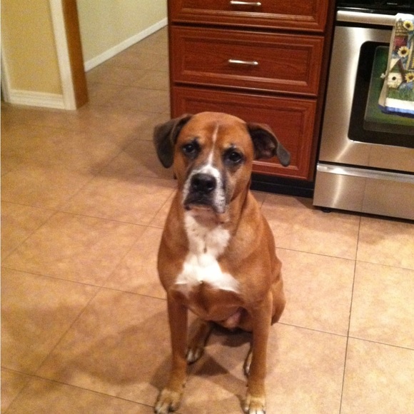 Meet your Posher, Josephine - Picture 2 of 2